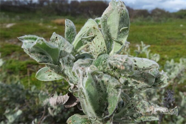 Moth outbreaks at Varanger peninsula have spread to salix shrub